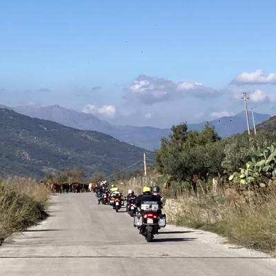 013 Al Bivio Per Geraci Siculo Veniamo Bloccati Da Una Mandria Di Buoi Minacciosi Padroni Della Strada