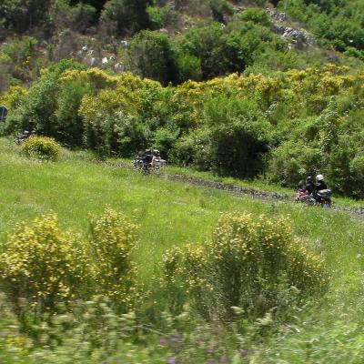121 Tra Le Ginestre Del Parco Nazionale Del Pollino 