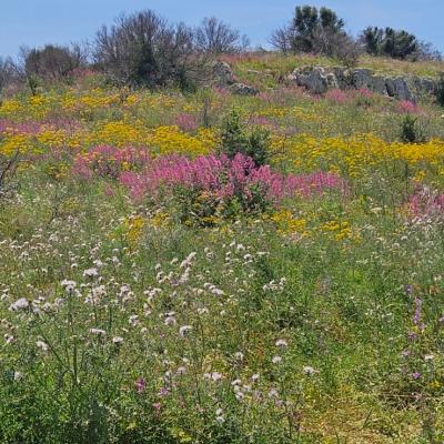027 I Bellissimi Colori Della Primavera