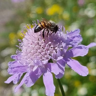 028 Nettare Di Raccolta Delle Api Su Fiori Viola Nei Campi