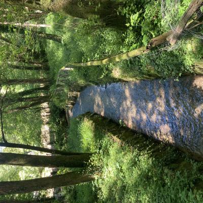 035 Lo Spirito Di Bruno Che In Questo Luogo Ha Vissuto Ed E Morto Vive Ancora E Ci Provoca E Commuove Sotto Questi Alberi Secolari E Vicino A Questo Ruscello Che Bagno I Suoi Piedi