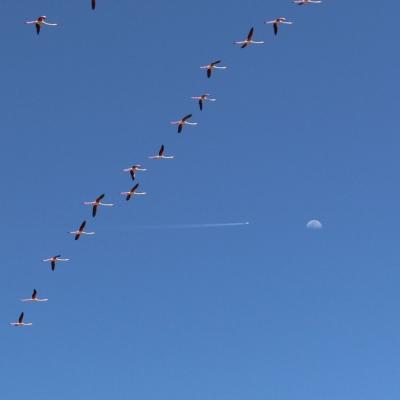 077 Aggiungiamo La Riserva Dei Fenicotteri