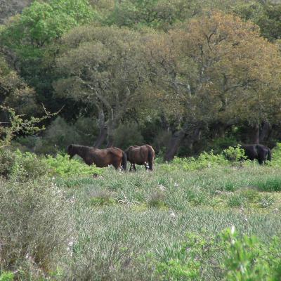 154 Ed Eccoli Li I Cavalli 