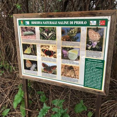 028 Esemplari Di Farfalle Che Si Possono Incontrare In Riserva