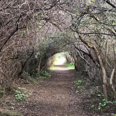 029 Il Tunnel Naturale Formato Dagli Alberi