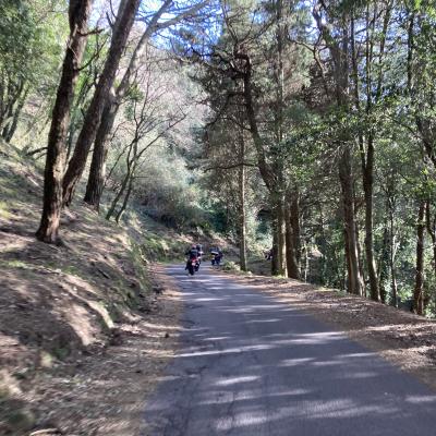 064 Attraversiamo La Pineta Del Parco Avventura Dei Peloritani