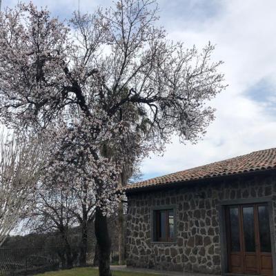 025 Come Potete Notare Gli Alberi Sono In Fiore Arriva La Primavera