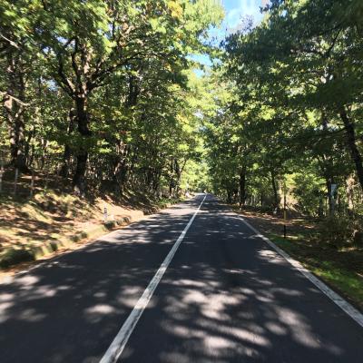 005 Si Attraversa Il Bosco Di Parco Cicogna