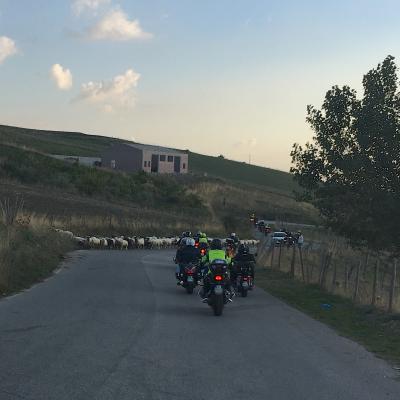058 Come Sempre Un Gregge Ci Ostacola Il Percorso