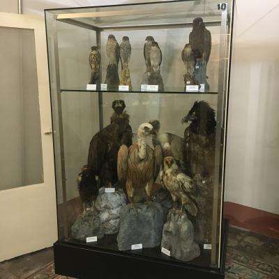 044 Visitiamo Il Museo Ornitologico Una Rara Raccolta Di Oltre 600 Esemplari