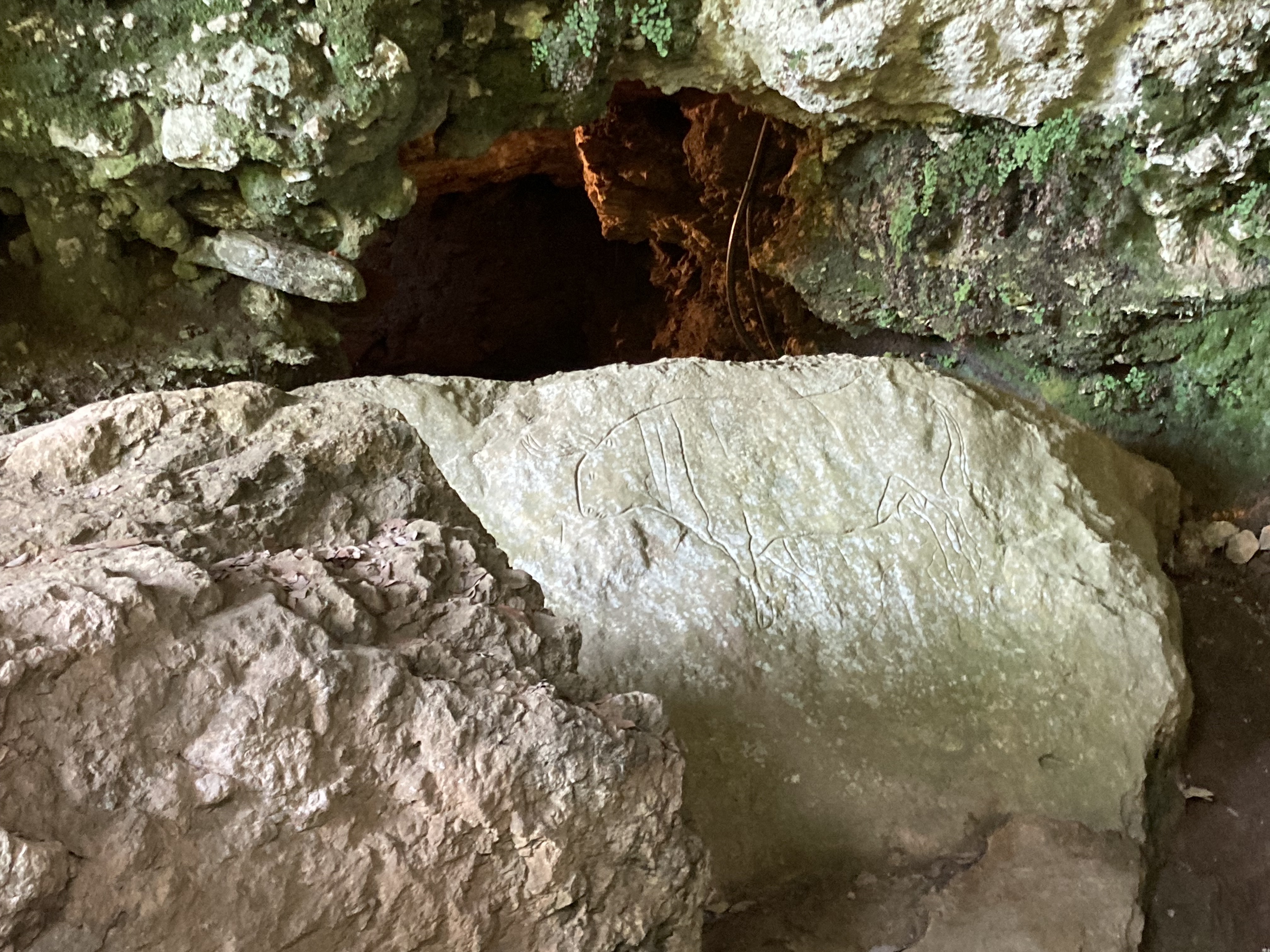 094 Maestoso Graffito Del Bos Primigenius Custodito Nella Grotta Che Rappresenta Una Importante Raffigurazione Dell Arte Rupestre Del Paleolitico Superiore