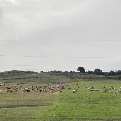 003 I Pascoli Siciliani