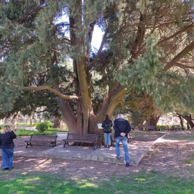 055 Il Cipresso Comune E Monumentale Per Dimensione Piuttosto Che Per Eta. Il Suo Fusto A Petto D Uomo Ha Una Circonferenza Impressionante Di 718 M