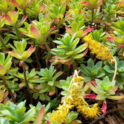 23 Pianta Sedeveria Lutea