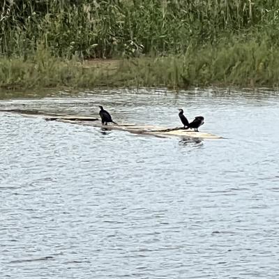 065 Tre Cormorani