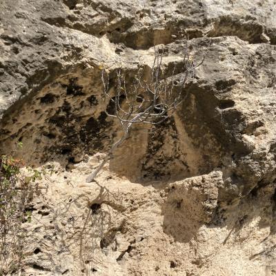 027 La Forza Della Natura Un Fico Cresce Dalla Roccia