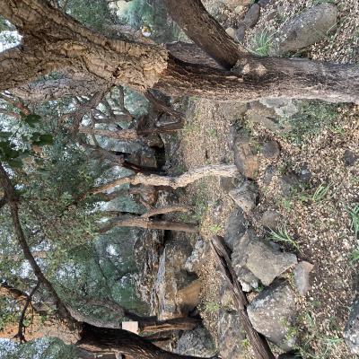 022 Il Presepe Di Villasmundo Si Svolge Nel Bosco Di Sugheri