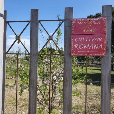 030 Si Parte Da Un Campo Espositivo Che Presenta Le Piante Alberi Mandorle Di Pizzuta Fascionello E Romana