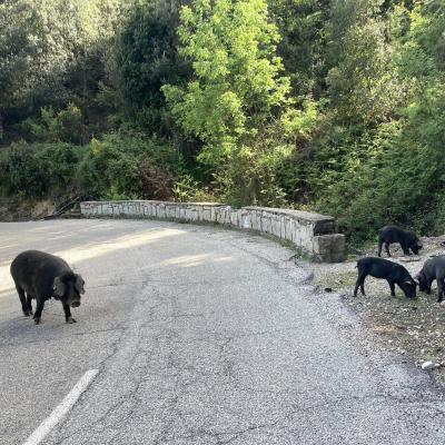 042 U Cignale Nella Lingua Corsa E Un Altro Animale Emblematico Dell Isola Si Nutre Di Castagne Corse Ghiande E Tartufi