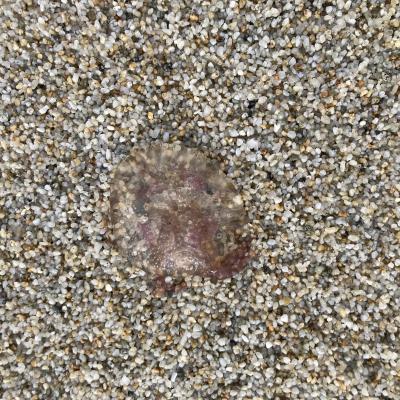034 Anche Le Meduse Spiaggiate Sull Arenile